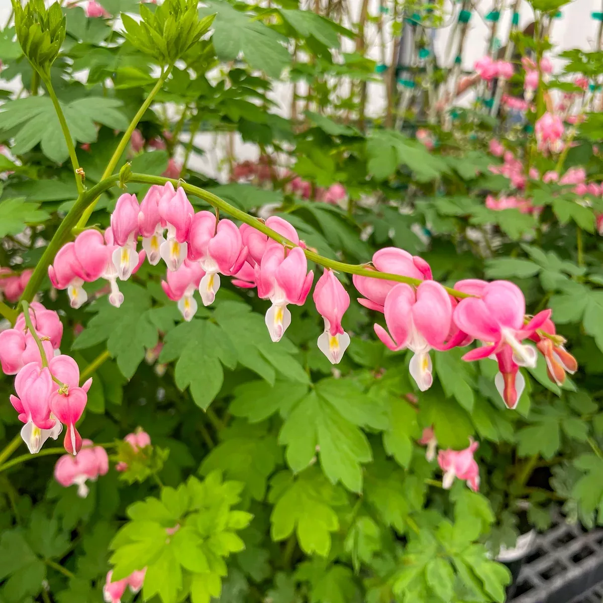 Pink Dicentra (Bleeding Heart)