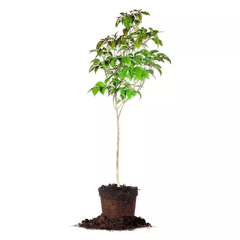 Pink Dogwood Tree – 4-5 FT
