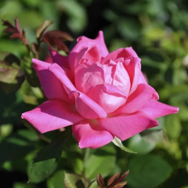 Pink Double Knock Out Rose
