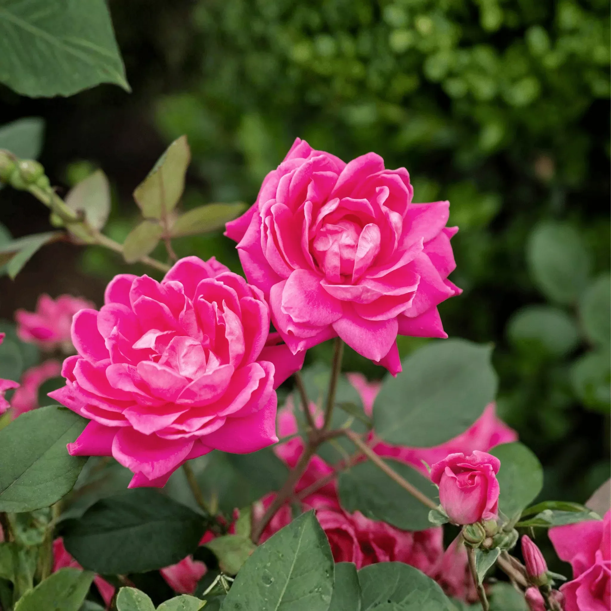 Pink Double Knock Out Shrub Rose