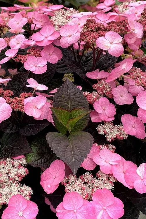 Pink Dynamo Mountain Hydrangea - 3 Gallon Pot