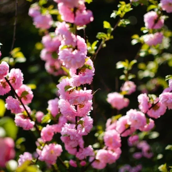Pink Flowering Almond