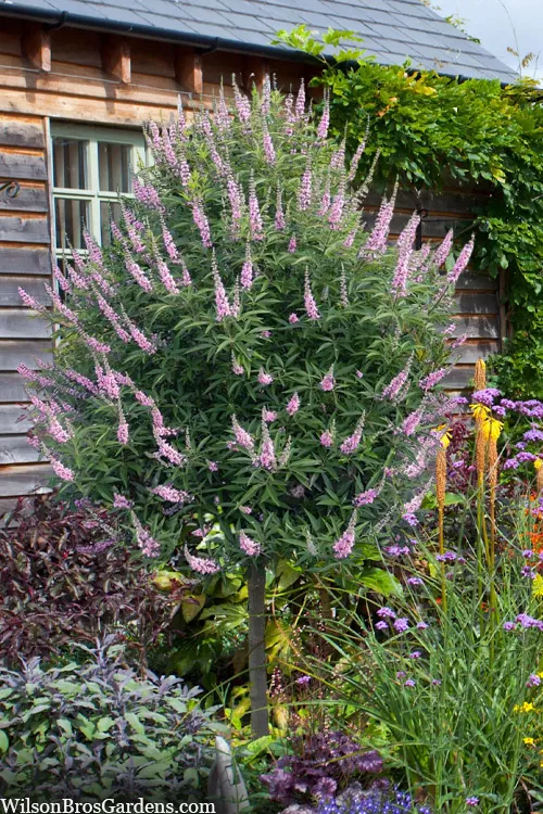 Pink Pinnacle Dwarf Chaste Tree (Single Trunk) - 3 Gallon Pot