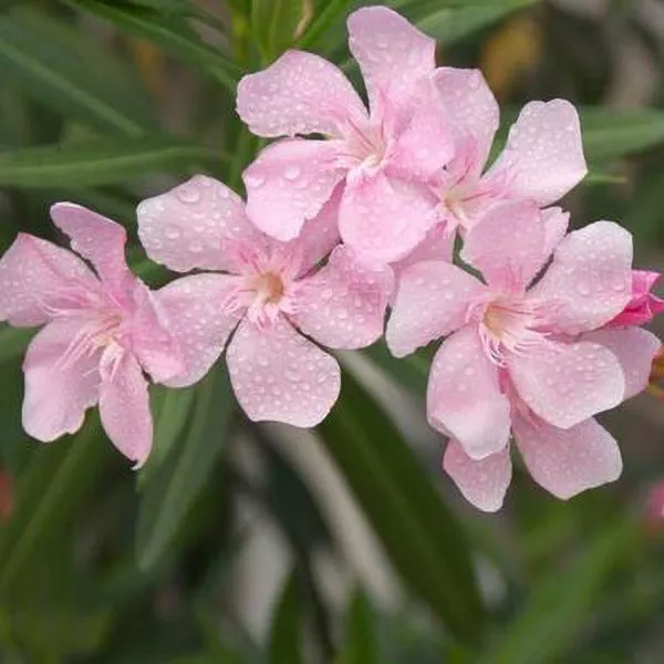Pink Shade Oleander – 15 Gallon