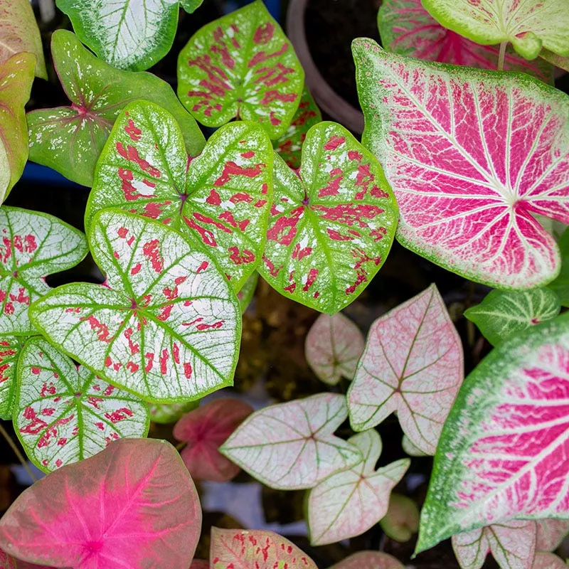 Pink & White Caladium Mix