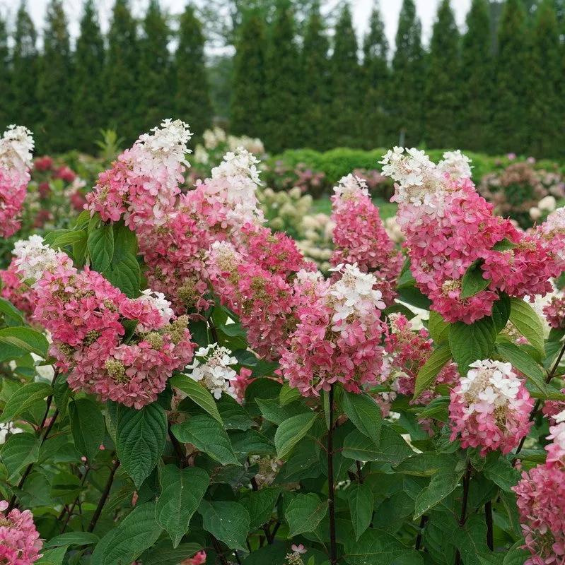 Pinky Winky Hydrangea Shrub – 1 Gallon