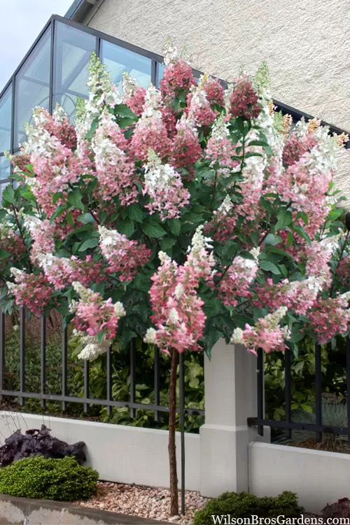 Pinky Winky Hydrangea (Single Trunk Tree Form) - 7 Gallon Pot (3-4')