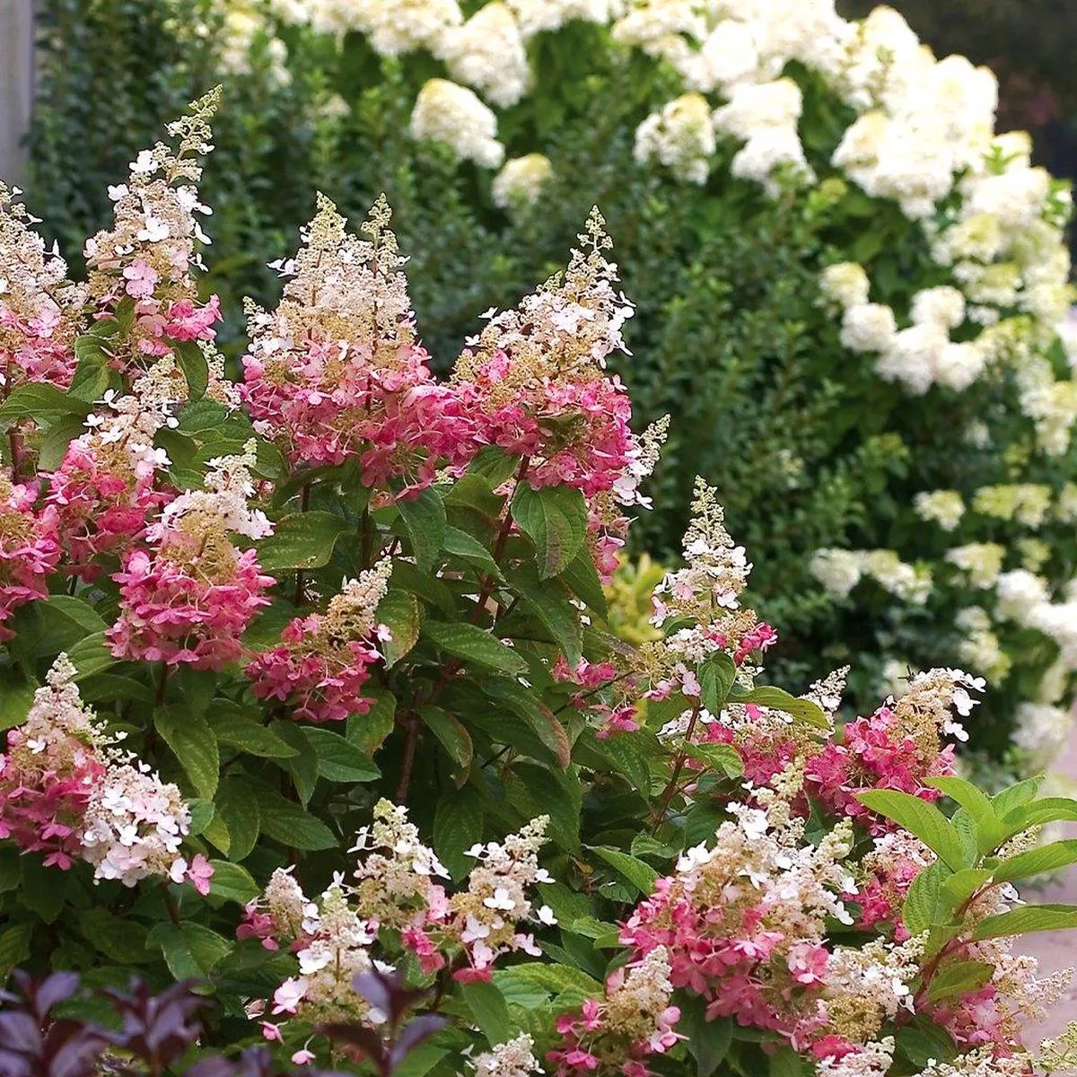 Pinky Winky Panicle Hydrangea PW