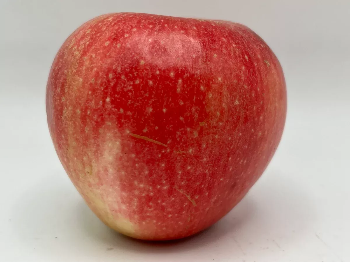 Pinova Apple Trees