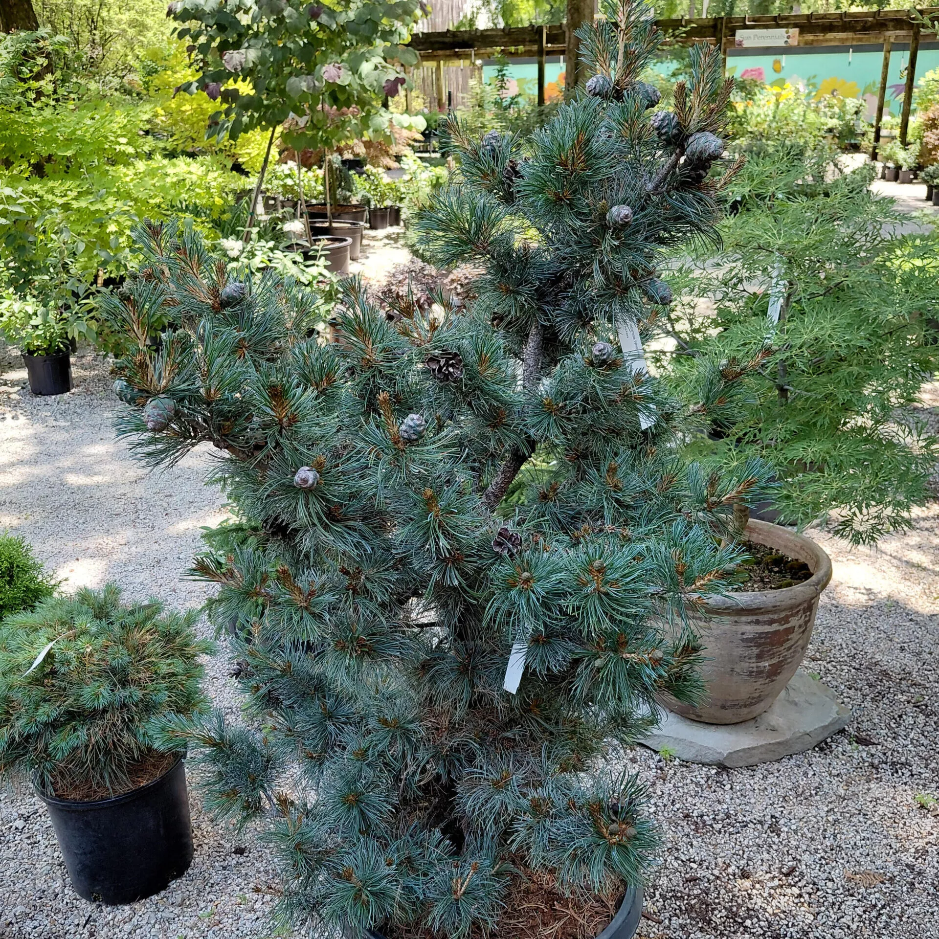 Pinus parviflora ‘Ara Kawa’