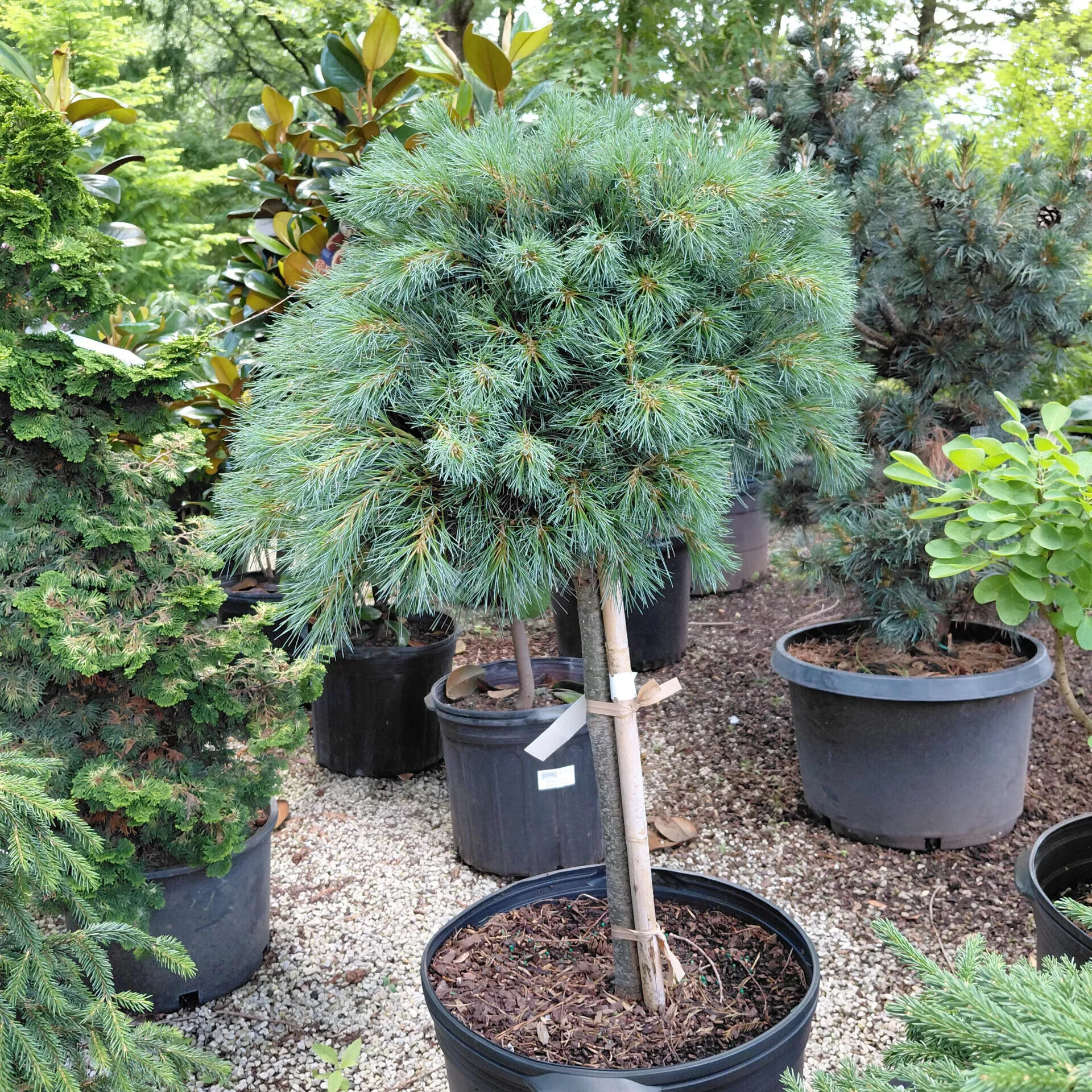 Pinus strobus ‘Blue Shag’ (Standard Form)