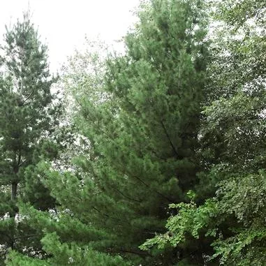 Pinus strobus (White Pine)