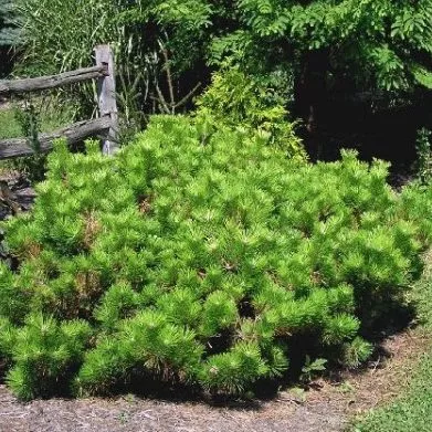Pinus thunbergii ‘Banshosho’