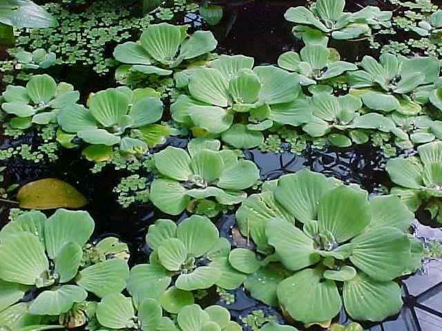 Pistia stratiotes