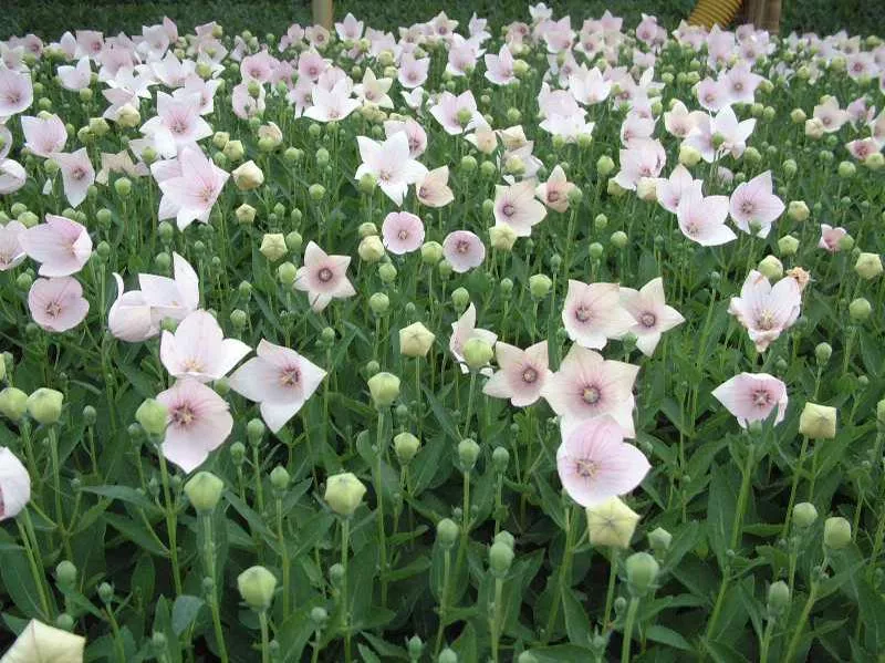 Platycodon grandiflorus ‘Florist Pink’