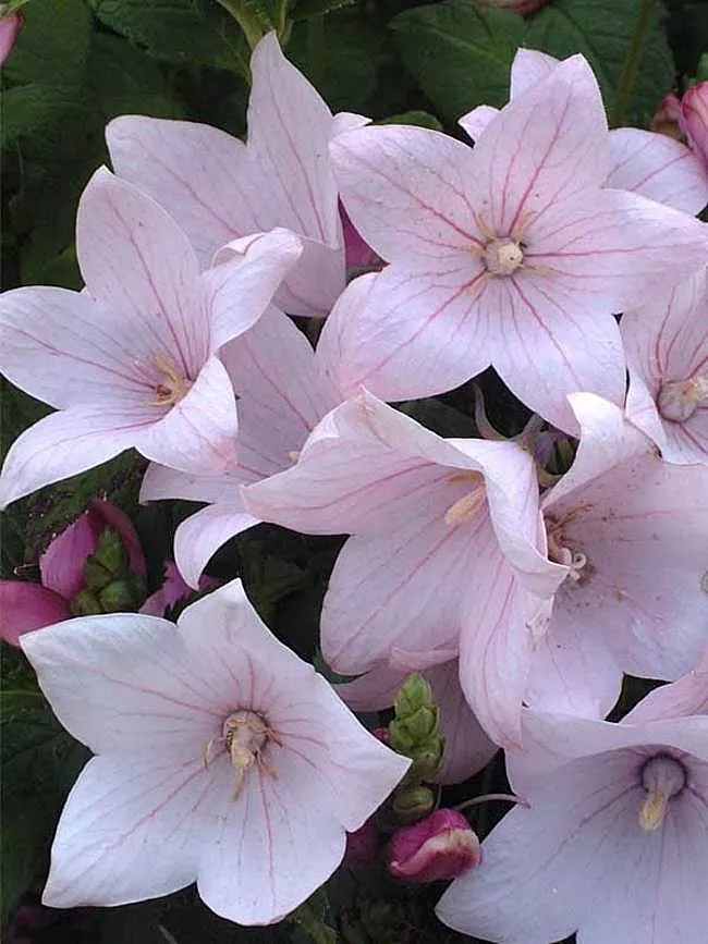 PlatycodonBalloon Flower "Astra Pink"