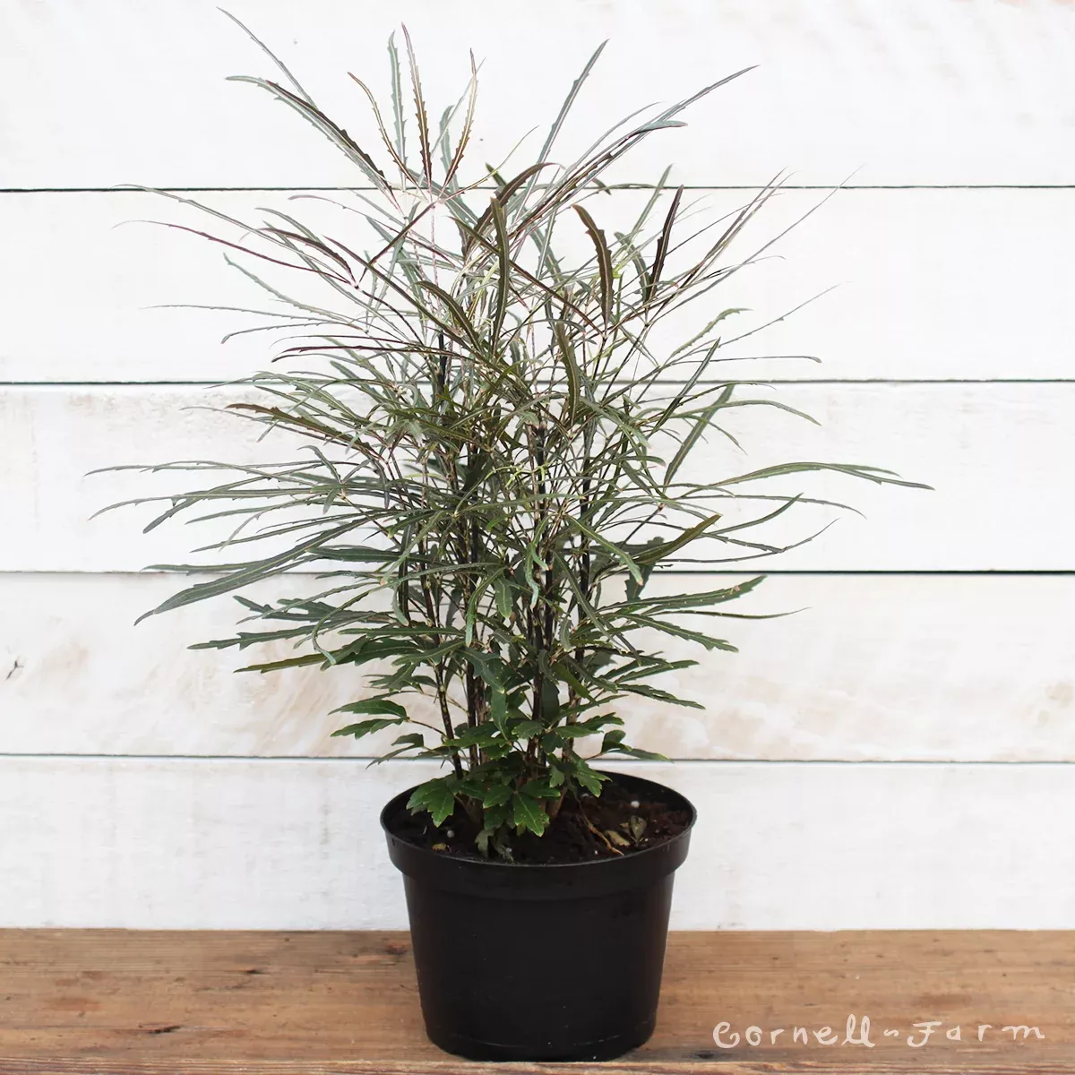 Plerandra elegantissima 6in False Aralia