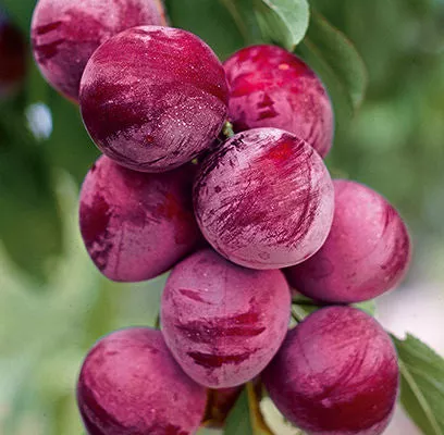 Plum - Pipestone