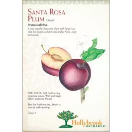 Plum Santa Rosa