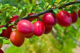 Plum Tree (Beauty)