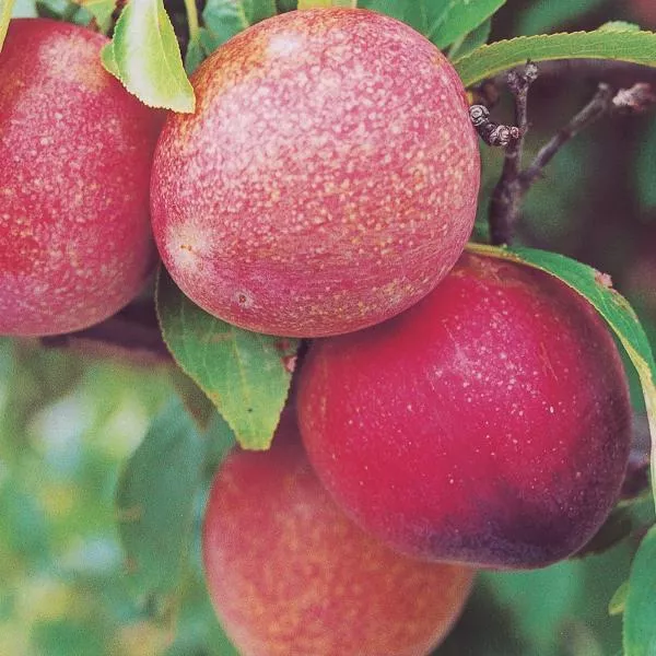 Plum Tree (Elephant heart)