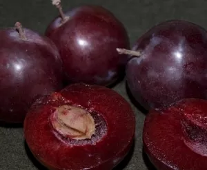 Plum Tree (Hollywood)