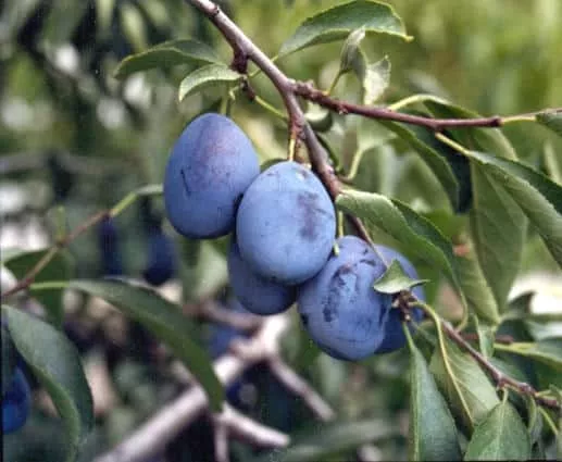 Plum Tree (Italian)