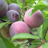 Plum Tree (Methley)