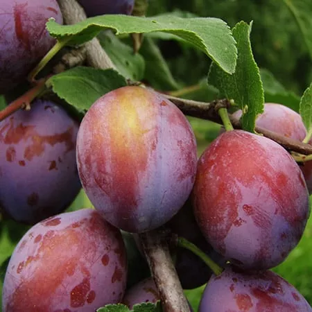 Plum Tree (Santa Rosa)