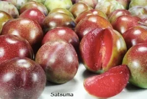 Plum Tree (Satsuma)