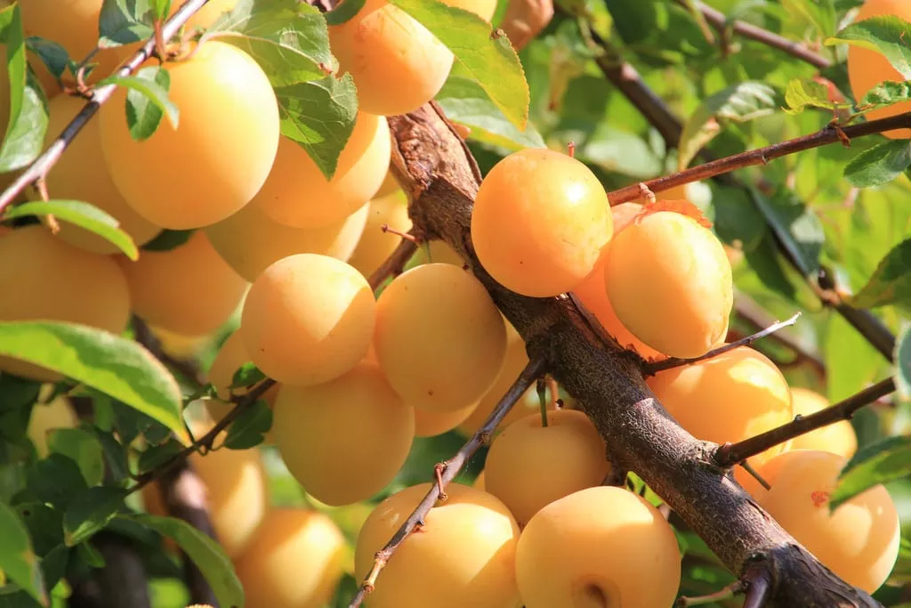 Plum Tree (Shiro)