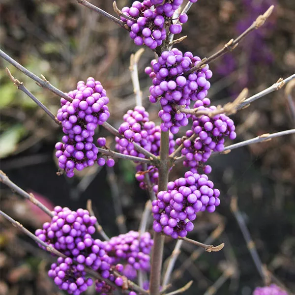 Plump & Plentiful™ Lilac Beautyberry – #3 Container