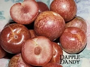 Pluot (Dapple Dandy)