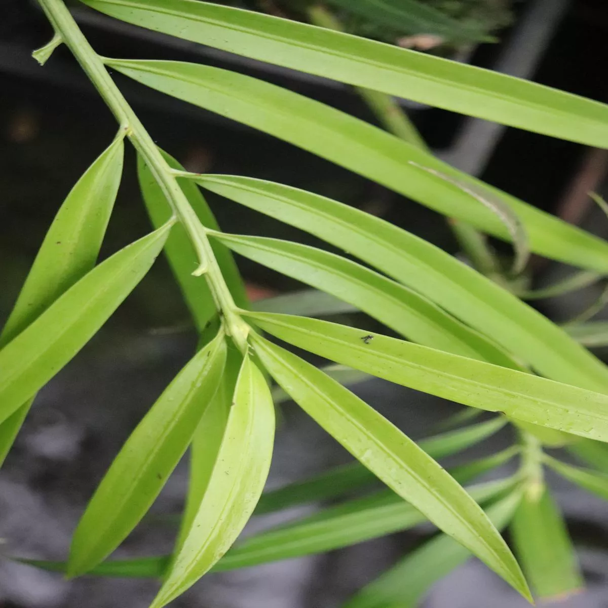 Podocarpus matudae’Cielo Green ’