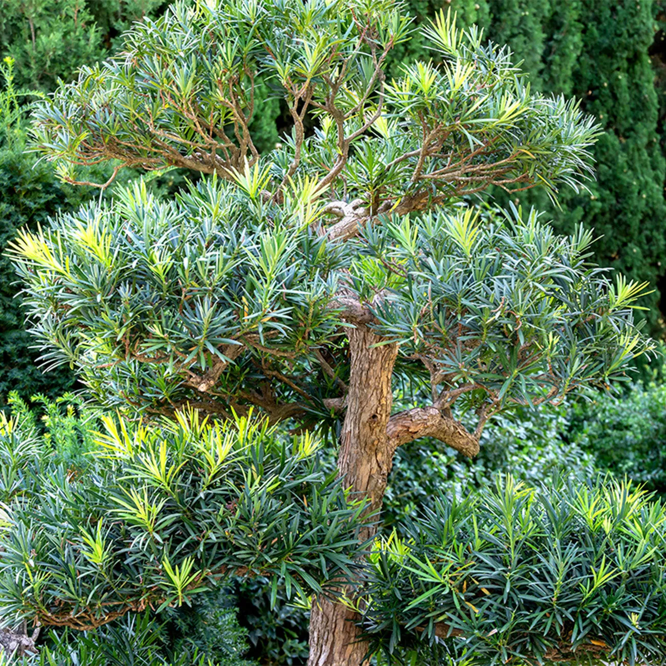 Podocarpus Pringles Dwarf – 1 Gallon / Single