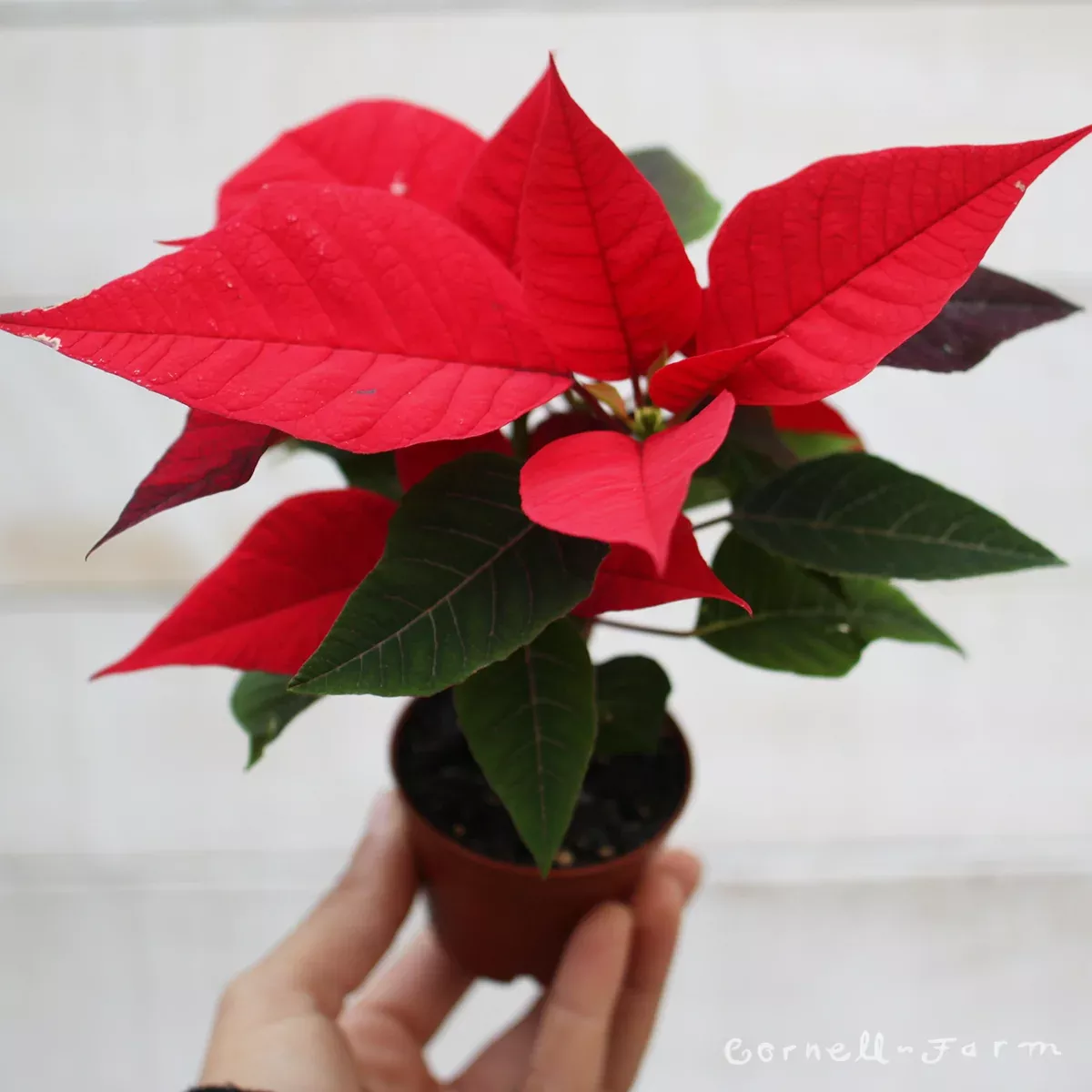 Poinsettia 2in