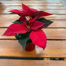 Poinsettia 4.5"