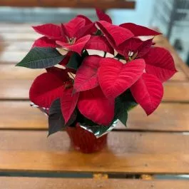 Poinsettia 6"