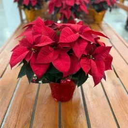 Poinsettia 8"