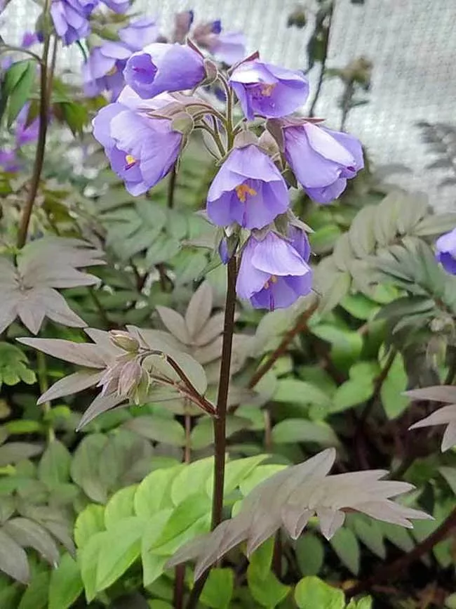 PolemoniumJacob's Ladder"Heaven Scent"