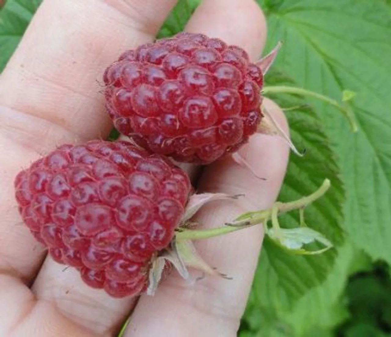 Polka Raspberry Plant – NEW
