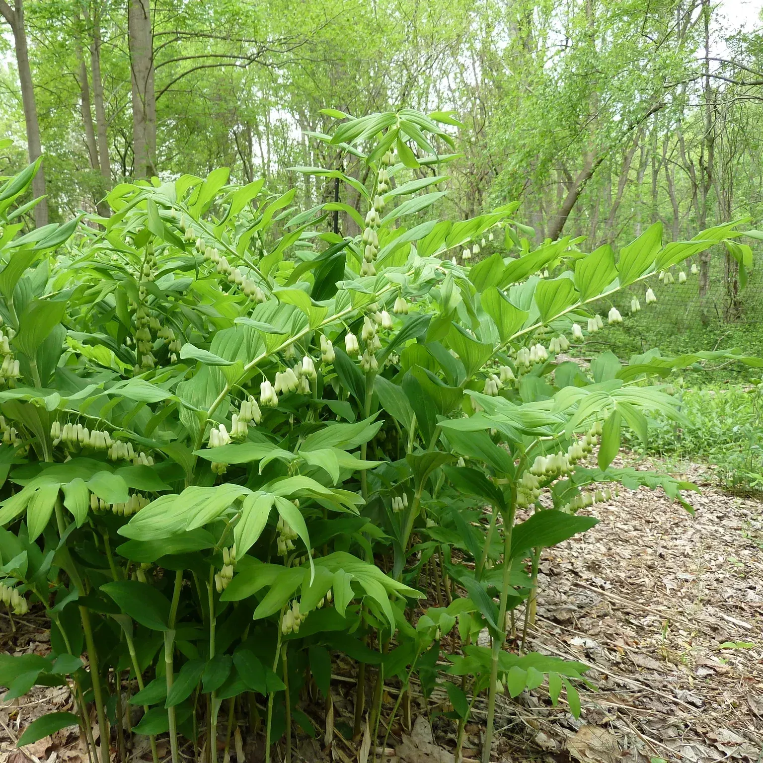 Polygonatum commutatum