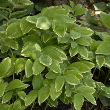 Polygonatum o.'Variegatum' (25) BR Plants