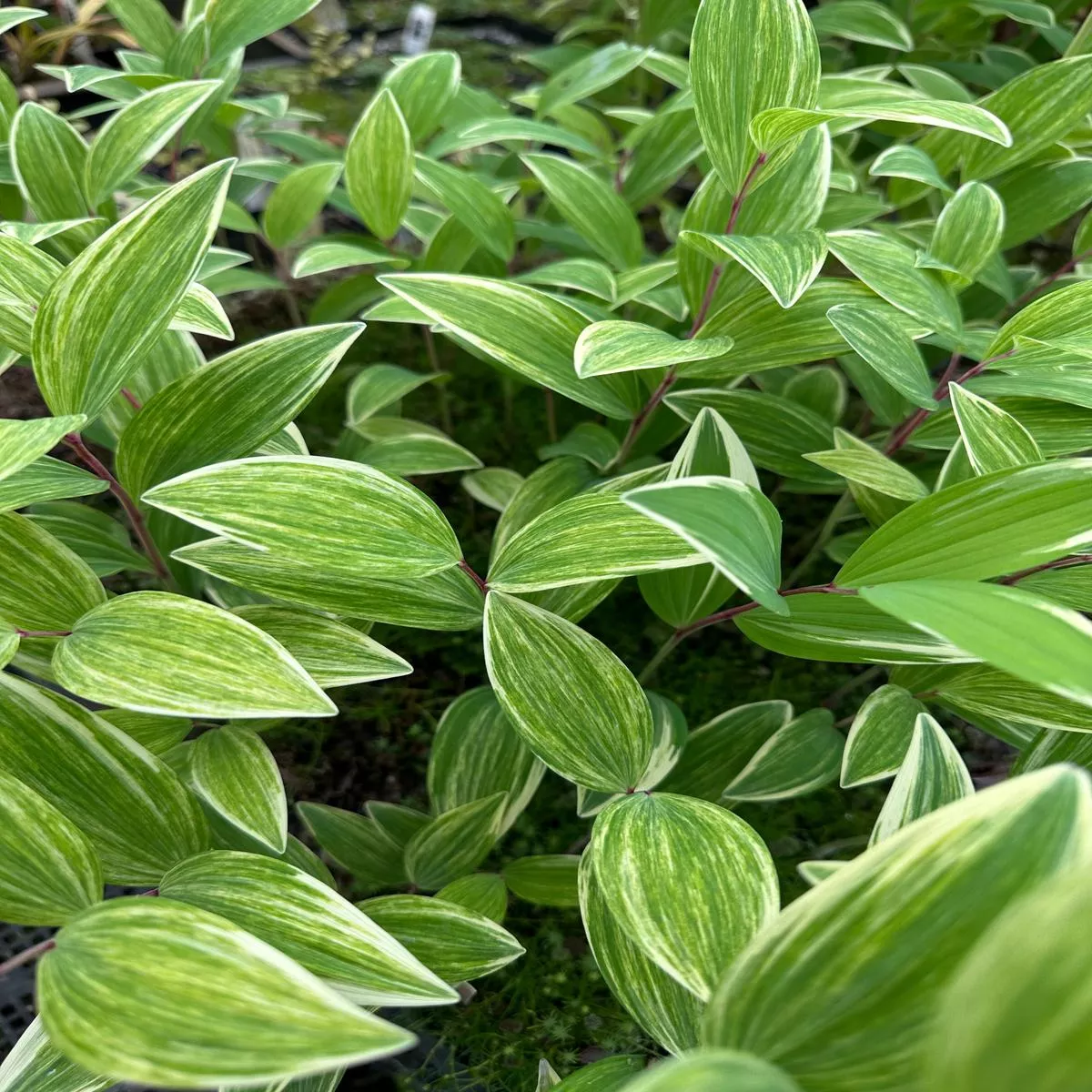 Polygonatum odoratum’Fireworks ’