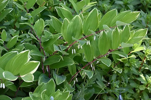 PolygonatumodoratumSolomon Seals"Variegatum"