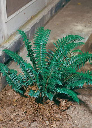 Polystichum acrostichoides (3.5 inch pot)