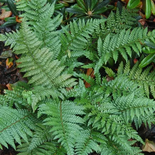 Polystichum makinoi