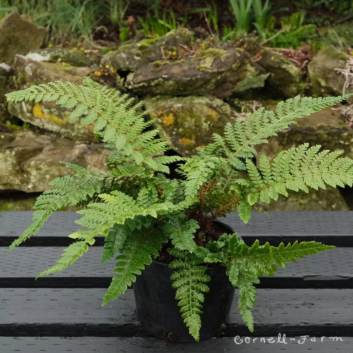 Polystichum polyblepharum RGP Tassel Fern