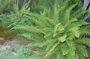 Polystichum setiferum divisilobum