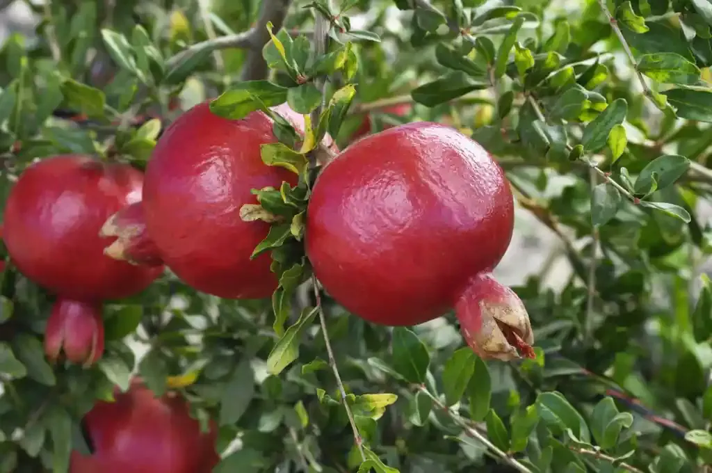 Pomegranate (Afganski)